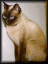 Cat013